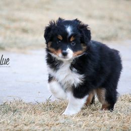 Australian Shepherd Puppies from Painted Blue Aussies