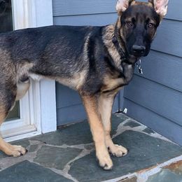 Boy 7 - German Shepherd puppy in Modoc County, California from Vom Marischal Working Lines German Shepherd Dogs