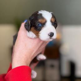 Cartier - female Australian Mountain Doodle puppy in Spanish Fork, Utah from Little Puppy Co.