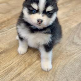 Ollie - Black and white male Pomsky puppy in Greencastle, Indiana from JDpomskies