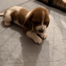 O'Malley - Mahogany and white male Basset Hound puppy in Lubbock, Texas from Hound House