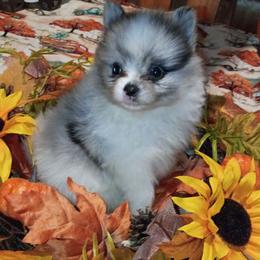 Blueberry - Blue parti male Pomeranian puppy in Northport, Alabama from 007 Hamilton Pomeranians