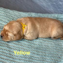 Yellow collar - Yellow male Labrador Retriever puppy in Big River, California from Cozy Acres Farm Labradors