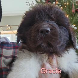 Gracie - White and brown female Newfoundland puppy in Honey Grove, Pennsylvania from Heinrich Family Newfoundlands