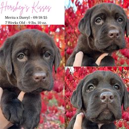 1st Pick of the Litter - Chocolate female Labrador Retriever puppy in Eaton Rapids, Michigan from Higher Ground Labradors