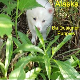 French Bulldog and Pomsky Puppies from Ba's Designer Puppies