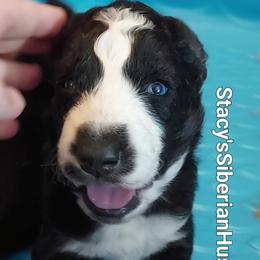 Scott - Black and white male Siberian Husky puppy in Savannah, Georgia from Stacy's Siberian Huskies