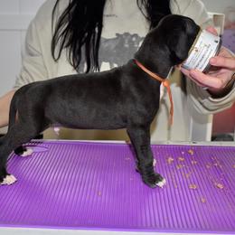 Woodford Reserve - Black and white male Great Dane puppy in Chapmansboro, Tennessee from Balthrop Bend Farms
