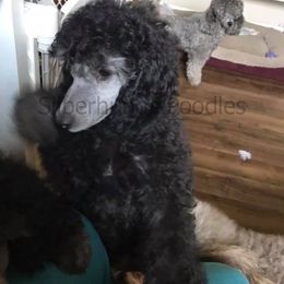 Poodle Puppies from Silberhund's Poodles