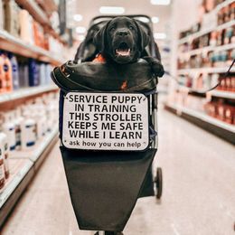 Labrador Retriever Puppies from Steele Caliber Retrievers