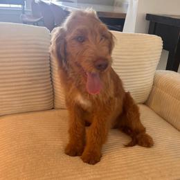 Lambo - Red  male Goldendoodle puppy in Payson, Utah from Country Sky Doodles