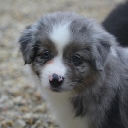 Girl 2 - Blue merle female Miniature American Shepherd puppy in Tiskilwa, Illinois from First Harmony Farms