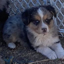 Miniature Australian Shepherd Puppies from C&J Miniature Aussies