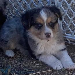 Miniature Australian Shepherd Puppies from C&J Miniature Aussies
