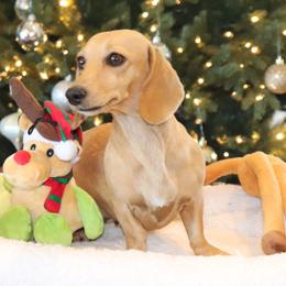 Penny - Dachshund