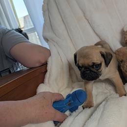 Paula's boy - Fawn male Pug puppy in Vancouver, Washington from Swift Pugs