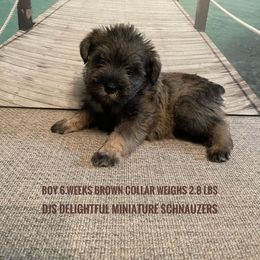 Boy 1 - Salt and pepper Miniature Schnauzer puppy in New Bern, North Carolina from DJS Delightful Miniature Schnauzers