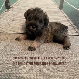 Boy 1 - Salt and pepper Miniature Schnauzer puppy in New Bern, North Carolina from DJS Delightful Miniature Schnauzers