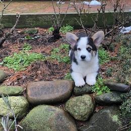 Pembroke Welsh Corgi Puppies from Let Alone Creek Farm Corgis
