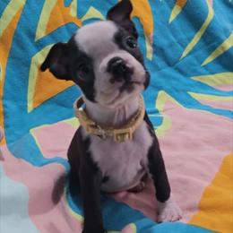 Tan - Black and white female Boston Terrier puppy in Clinton Township, Michigan from Greenberg's Boston Terriers & Bullies of Metro Detroit