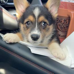 Pembroke Welsh Corgi Puppies from LTT Corgis