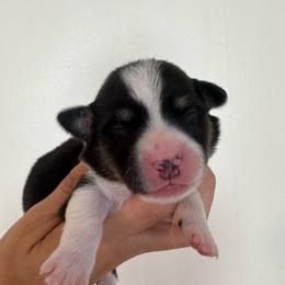 Boy 1 - Black and tan male Pembroke Welsh Corgi puppy in Clarksville, Tennessee from Cooler Farms Corgis