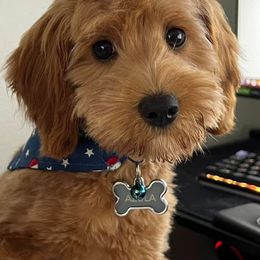 Goldendoodle All Grown Up from Henderson Farm and Home