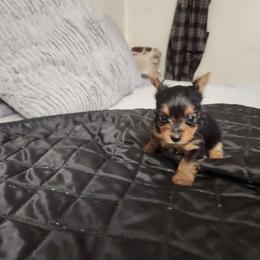 Borff - Black and tan male Yorkshire Terrier puppy in Sidney, Ohio from Little Yorkie World