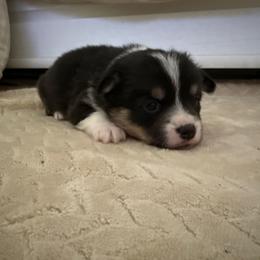 Penny - Black and tan female American Corgi puppy in Decatur, Texas from Bar S Corgis