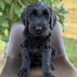 Aspen - Black male Giant Schnauzer puppy in Meridian, Mississippi from Hillside Kennels