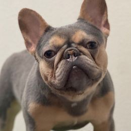 Monay - French Bulldog