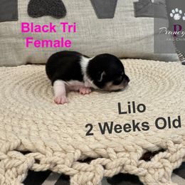 AKC Lilo - Black and tan female Chihuahua puppy in Columbus, Nebraska from Prancy Pawz