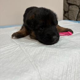 AKC Pink Girl - Black and red female German Shepherd puppy in Bakersfield, California from Aguirre Farm