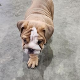 Bulldog Puppies from Adorable Bulldogs