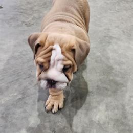 Bulldog Puppies from Adorable Bulldogs
