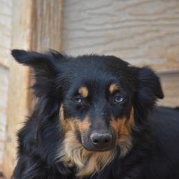Cypress - Black tri female Miniature American Shepherd puppy in Lubbock, Texas from Texas Bluebonnet Herders