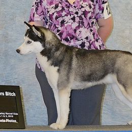 Navi - Siberian Husky