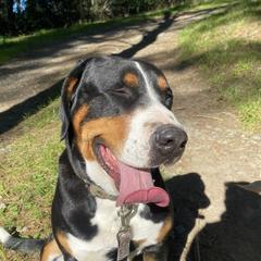 Alice - Greater Swiss Mountain Dog