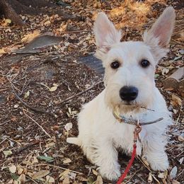 Maizie - Scottish Terrier