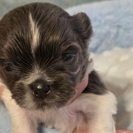 Midwest Mini Kiera - Blue female Mi-Ki puppy in Clearwater, Kansas from Midwest Mini Mi-kis
