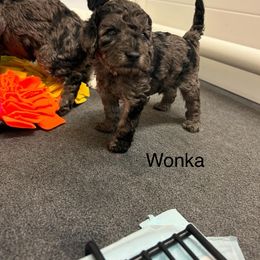 Bernedoodle and Cockapoo Puppies from Doodles of Joy