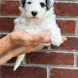 Travel - Red - Merle male Bernedoodle puppy in Charleston, South Carolina from Palm Belle Doodles