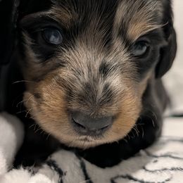 Male 1 - Dapple male Dachshund puppy in Columbus, Ohio from Bumpkins Dachshunds