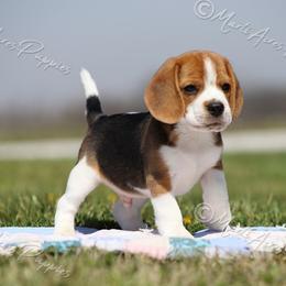 AKC 'Junior' - Black tan and white male Beagle puppy in Lamar, Missouri from Marti Acres ~ Boston Terrier & Beagles