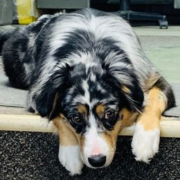 Aussiedoodles and Australian Shepherds from Homestead Aussies & Doodles