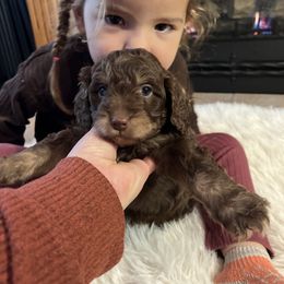 Mason - Brown and tan male Cockapoo puppy in Birdsboro, Pennsylvania from Cooper Family Cockapoos