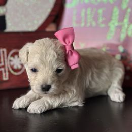 Faith - Cream female Poodle puppy in Adolphus, Kentucky from Deerly Poodles