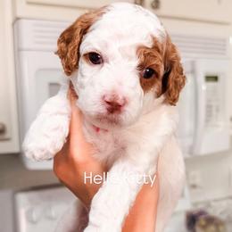 Hello Kitty - Blenheim female Cavapoo puppy in Pleasant Grove, Utah from Destination Doodles