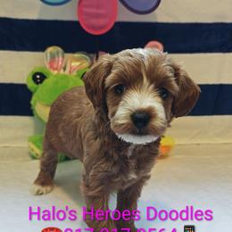 Jade - Red female Cavapoo puppy in Dallas, Texas from Halo's Heroes Doodles