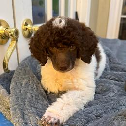 Louigi - Phantom male Poodle puppy in Huntsville, Alabama from Flint River Poodles